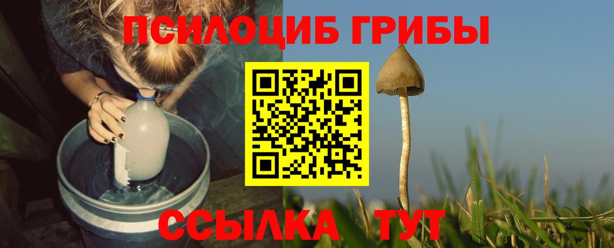Псилоцибиновые грибы прущие грибы  Вход с VPN  Кольчугино 